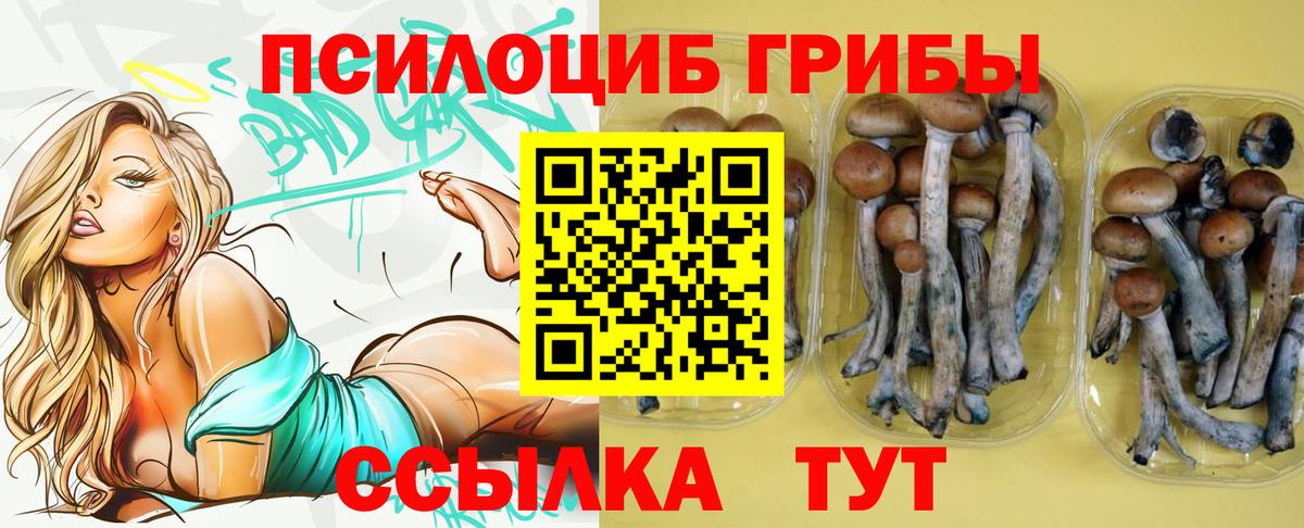 Заволжье  Галлюциногенные грибы Psilocybe  Вход с VPN 